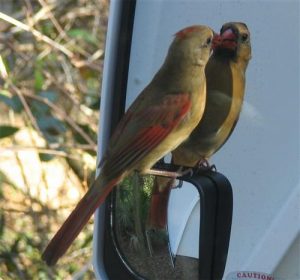 Cardinal Mirror