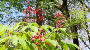 Flowers near Big Shoals