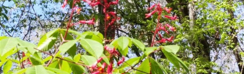 Big Shoals of the Suwanee River