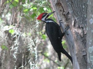 Piliated Woodpecker
