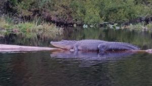 Alligator-SunningOke Alligator-SunningOke