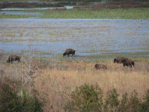 Bison-PaynesPrairie Bison-PaynesPrairie