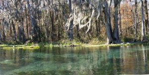 IbisTurtlesW IbisTurtlesW