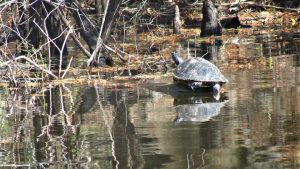 Turtle-Withlacoochee