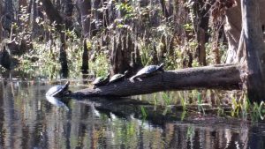 TurtlesIchetucknee TurtlesIchetucknee