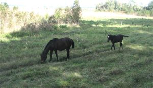 WildHorses-PaynesPrairie WildHorses-PaynesPrairie