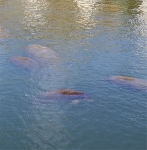 Manatees1