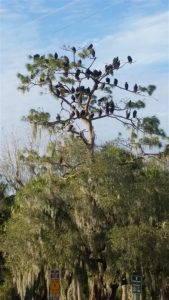 1VulturesRoost 1VulturesRoost