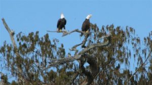 2EaglesatFranklin 2EaglesatFranklin