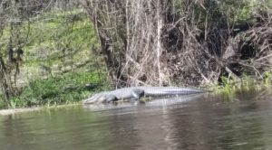 3PeaceRiverGator 3PeaceRiverGator