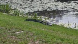 AlligatorFHRanchPond AlligatorFHRanchPond