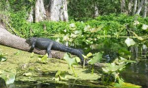 AlligatorSilverSprg AlligatorSilverSprg