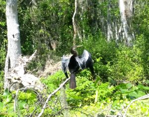 AnhingaSilvSprg AnhingaSilvSprg