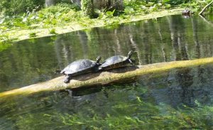 TurtlesSilvSprg TurtlesSilvSprg