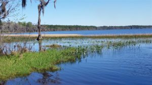 View of Ocean Pond from Hog Pen Campground View of Ocean Pond from Hog Pen Campground